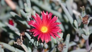 2022-04-GranCan-Agaete-Trekking_view-PM-NN-069.JPG